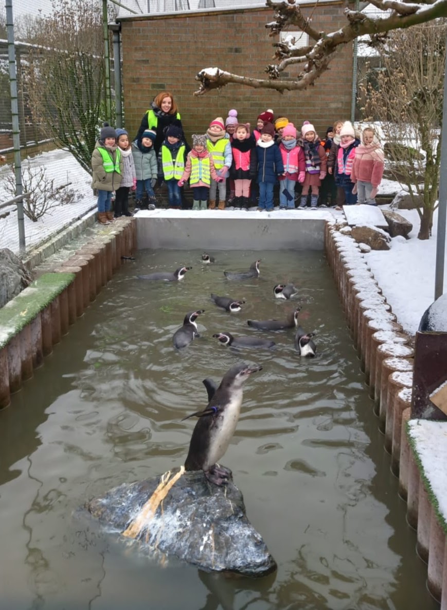 De kleuters van de tweede kleuterklas op bezoek bij de pinguïns